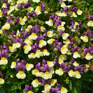 Nemesia-Blueberry-Custard-14cm.jpg Nemesia Blueberry Custard 14cm Pot