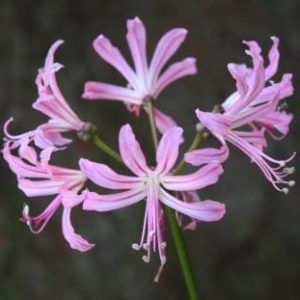 Nerine Pink 4lt