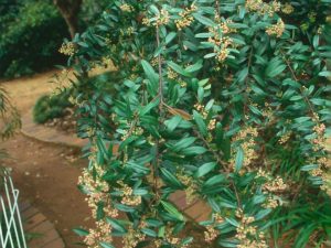Noltea fricana Dwarf 12cm Pot