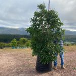 Nuxia Floribunda 125lt