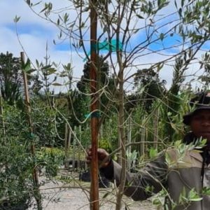Olea-Frantoio-70lt-G.jpg Frantoio Olive Tree 70lt