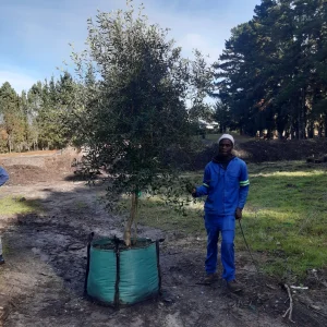 Olea Africana 250lt