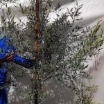 Olea Africana 70lt