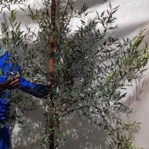 Olea Africana 70lt