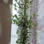 Olea Africana (Wild Olive) 10lt
