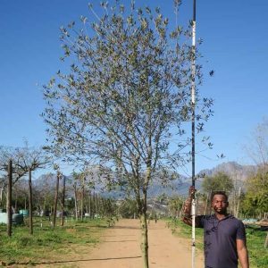 Olea-europaea-subsp.-africana-Wild-Olive.jpg Olea Africana 1000lt
