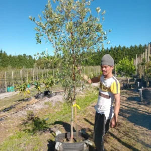 Olea-manzanilla-70lt-G.webp Manzanilla Olive Tree 70lt