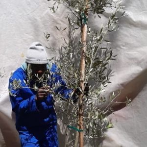 Olea-mission-70lt-RH_jfif.jpg Mission Olive Tree 70lt