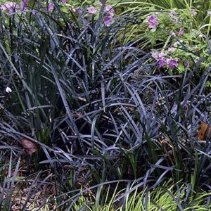 Ophiopogon Planiscapus 4lt