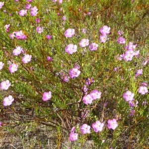 Orphium Frutescens 4lt