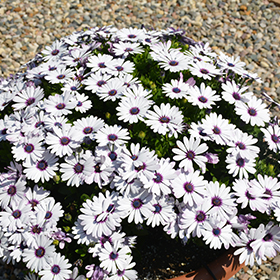 Osteo-Ostica-Amethyst-14cm.jpg Osteo Ostica Amethyst 14cm Pot