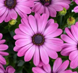 Osteo Ostica Mega Pink 14cm Pot