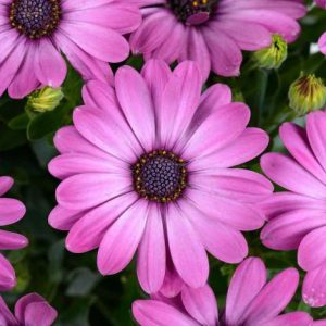 Osteo-Ostica-Mega-Pink-14cm.jpg Osteo Ostica Mega Pink 14cm Pot