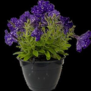 PETUNIA-PERENNIAL-ASSORTED-21CM-HB.jpg Petunia Perennial Assorted 21cm H/B