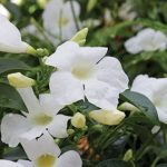 Pandorea Jasminoides White 20lt