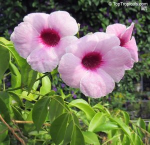 Pandorea Jasminoides Rosea 20cm Hanging Basket