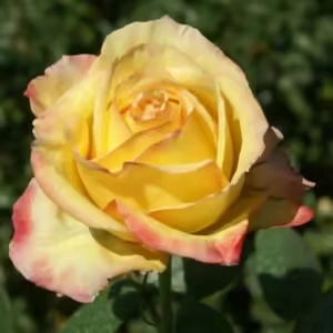 Peace Rose 5lt Peace Rose 5lt
