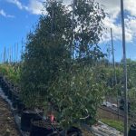 Pear Tree 125lt