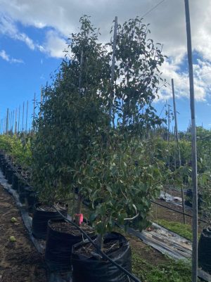 Pear Tree 125lt