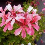 Pelargonium Peltatum Pink 4lt
