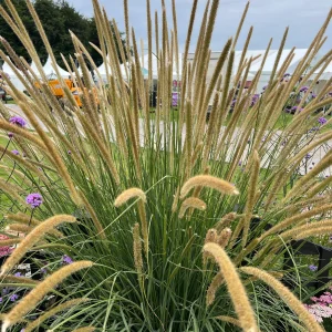 Pennisetum 'Macrourum' Grass 4lt
