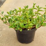 Peperomia-Amigo-Marcello-14cm-Pot.jpeg Peperomia Amigo Marcello 14cm Pot