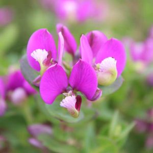 Petite-Butterfly.jpg Polygala Petite Butterfly 15cm Pot