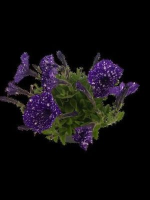 Petunia-Various-14cm-Pot-3.jpg Petunia Perennial Assorted 14cm Pot
