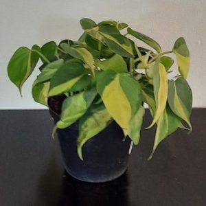 Philodendron Brasil 15cm Pot