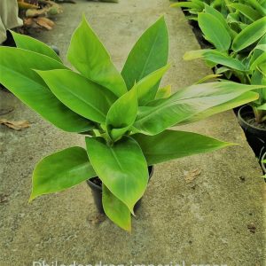 Philodendron Imperial Green 14cm Pot