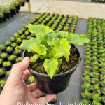 Philodendron Little Hope 14cm Pot