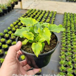 Philodendron Little Hope 14cm Pot