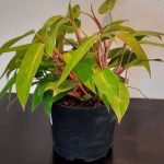 Philodendron "Painted Lady" 20cm Pot