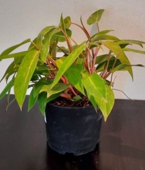 Philodendron-Painted-Lady-20cm-Pot.jpg Philodendron "Painted Lady" 20cm Pot