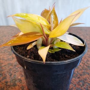 Philodendron Prince Of Orange 14cm Pot