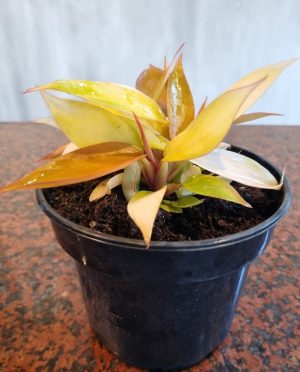 Philodendron Prince Of Orange 14cm Pot