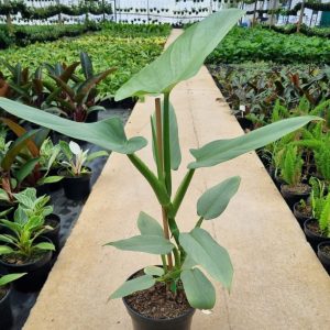 Philodendron Silver Sword 19cm Pot
