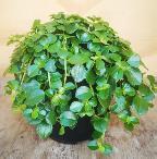 Pilea-Depressa-12cm.jpg Pilea Depressa 12cm Pot