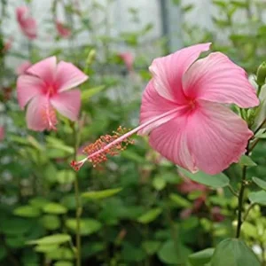 Pink-Butterfly.webp Hibiscus Various 10lt