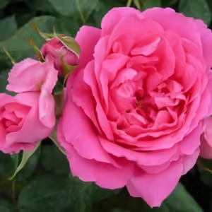 Pink Cloud Climbing Rose 5lt Pink Cloud Climbing Rose 5lt