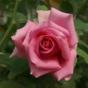 Pink Spectacle Climbing Rose 5lt Pink Spectacle Climbing Rose 5lt
