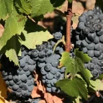 Pinotage-Grape-510x338-1.webp Grape Vine Pinotage 10lt