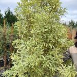 Pittosporum Eugenioides 'Variegatum' 70lt