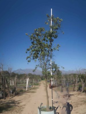 Pittosporum Viridiflorum 200lt