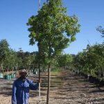 Pittosporum Viridiflorum 200lt