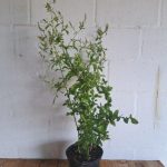 Plumbago-auriculata-White.jpg Plumbago Auriculata White 21cm Pot
