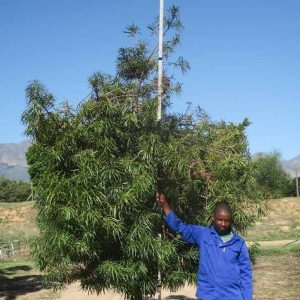 Podocarpus-henkelii-Henkels-Yellowwood-1.jpg Podocarpus Henkelii 400lt