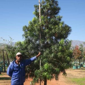 Podocarpus-henkelii-Henkels-Yellowwood-2.jpg Podocarpus Henkelii 200lt