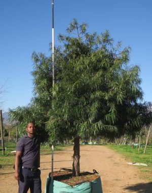 Podocarpus Henkelii 1000lt