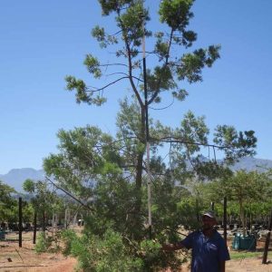 Podocarpus-syn.-Afrocarpus-falcatus-Outeniqua-Yellowwood-1.jpg Afrocarpus Falcatus 400lt